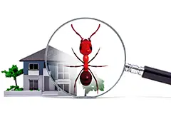 insect control service in bethalto illinois